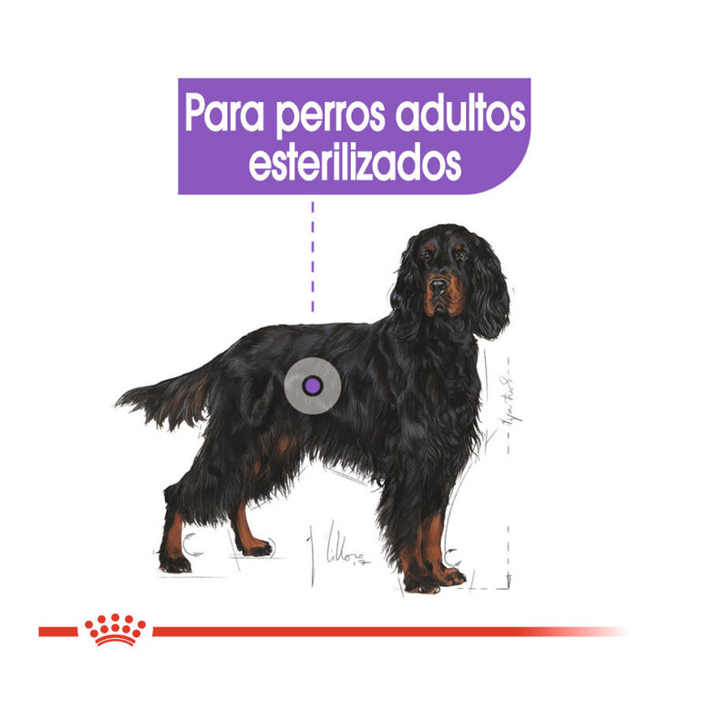 Royal Canin Maxi Sterilised ração para cães, , large image number null